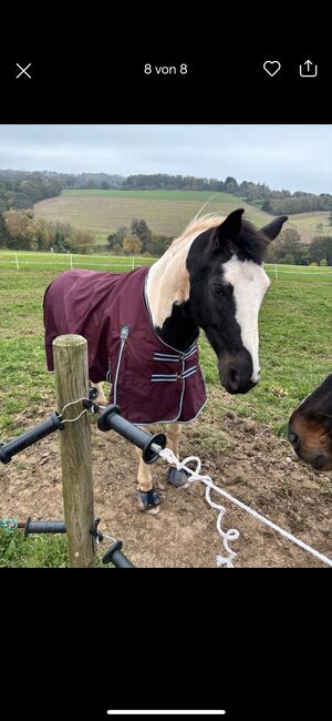 Warmblutmix Wallach 10 Jahre, Mandy , Horses For Sale, Merchweiler, Image 6