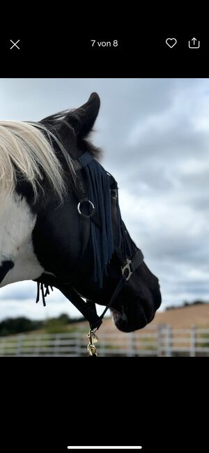 Warmblutmix Wallach 10 Jahre, Mandy , Horses For Sale, Merchweiler, Image 7