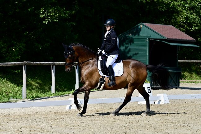 Warmblutwallach, Lisa, Horses For Sale, Fulpmes, Image 2