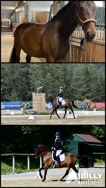 Warmblutwallach, Lisa, Horses For Sale, Fulpmes, Image 4