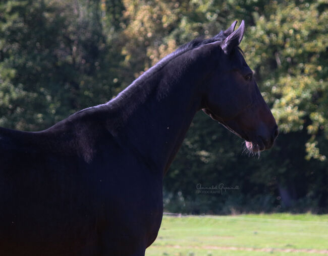 Warmblut zu Verkaufen, Fiona Wagner, Horses For Sale, Gleisdorf, Image 3