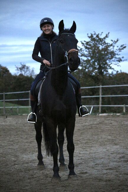 Warmblut zu Verkaufen, Fiona Wagner, Horses For Sale, Gleisdorf, Image 4