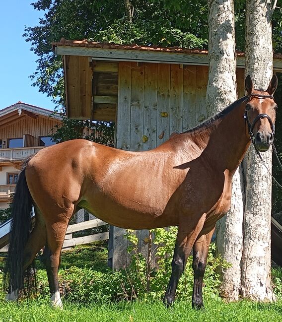 Warmblutstute, 2012, ca. 169 cm – Freizeitpartnerin mit Bodenarbeitsbasis, kein Anfängerpferd, Anna, Horses For Sale, Miesbach, Image 3