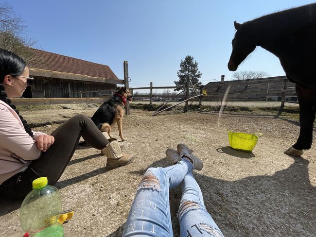 Warmblut Schmuser, Diana Schuhmayer, Konie na sprzedaż, Pucking