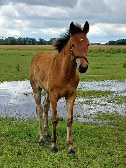 Warmblutfohlen, Silke Federowitz , Horses For Sale, Kluis, Image 3