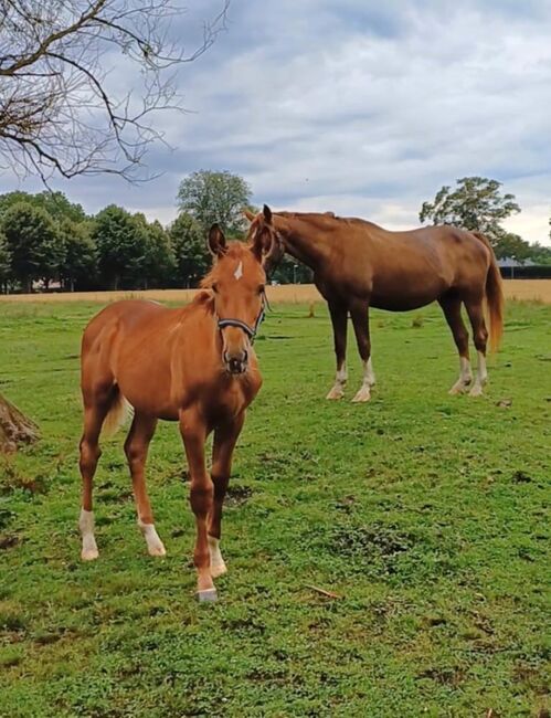 Warmblutfohlen, Silke Federowitz , Horses For Sale, Kluis, Image 8