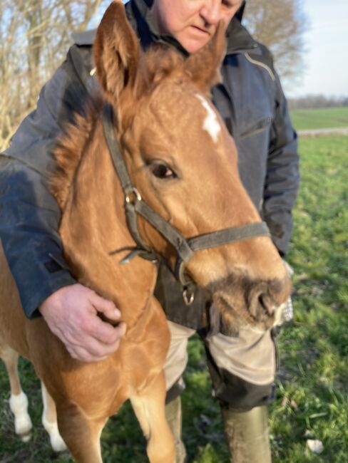 Warmblutfohlen, Silke Federowitz , Horses For Sale, Kluis, Image 6