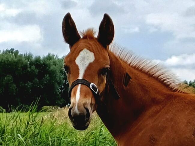 Warmblutfohlen, Silke Federowitz , Horses For Sale, Kluis