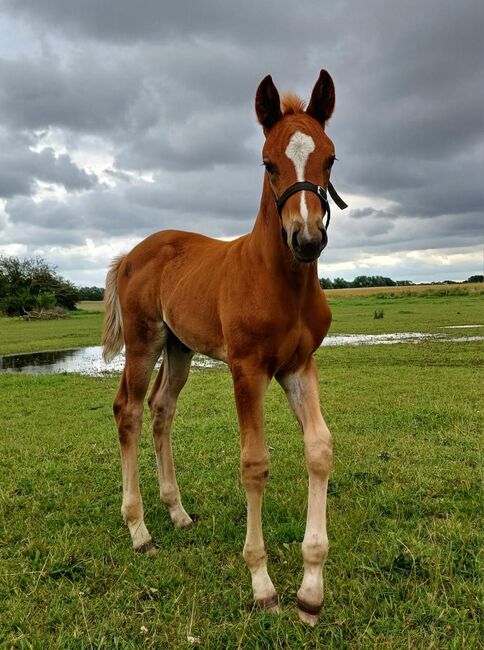 Warmblutfohlen, Silke Federowitz , Horses For Sale, Kluis, Image 9