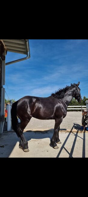 Warmblut, Wallach, Rappe, Freizeitpferd, Erwin Vogel , Horses For Sale, Pfaffenhofen an der Roth