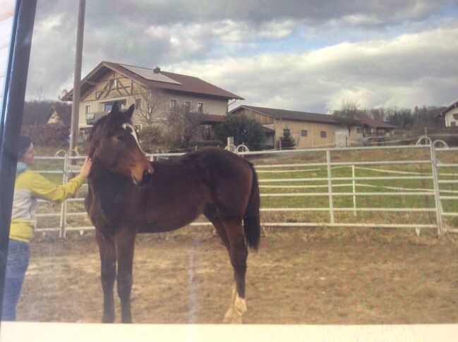 Warmblut Spring Hengst top Abstammung, Stecken Bach, Horses For Sale, Handenberg, Image 4