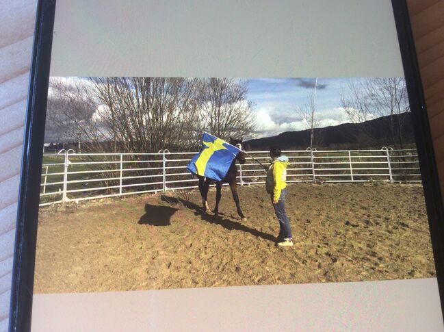 Warmblut Spring Hengst top Abstammung, Stecken Bach, Horses For Sale, Handenberg, Image 7