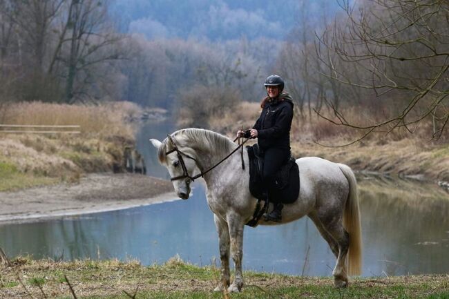 Warmblut Stute, Gabriele Antholzer , Horses For Sale, Höchst