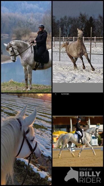 Warmblut Stute, Gabriele Antholzer , Horses For Sale, Höchst, Image 5