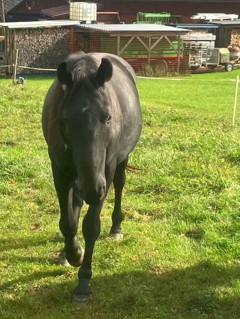 Warmblutstute, Daniel Pötsch , Horses For Sale, Irdning , Image 7