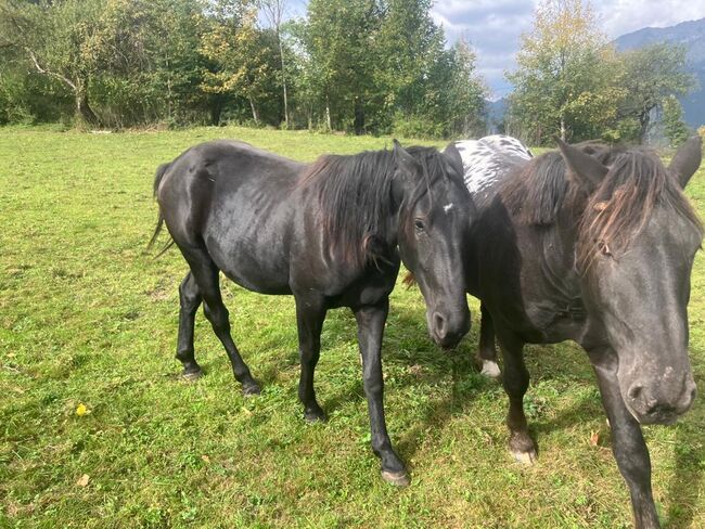 Warmblutstute, Daniel Pötsch , Horses For Sale, Irdning , Image 4