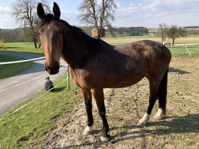 Warmblut Stute, Sturmlechner Karl, Horses For Sale, Oberndorf an der Melk, Image 2