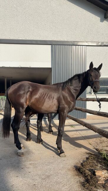 Warmblutstute, S-t-g-a, Horses For Sale, Scheibbs