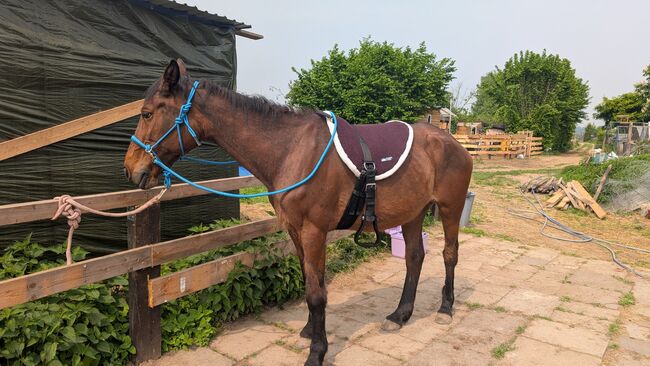 Warmblut Stute, Jenny, Horses For Sale, Bonn, Image 2
