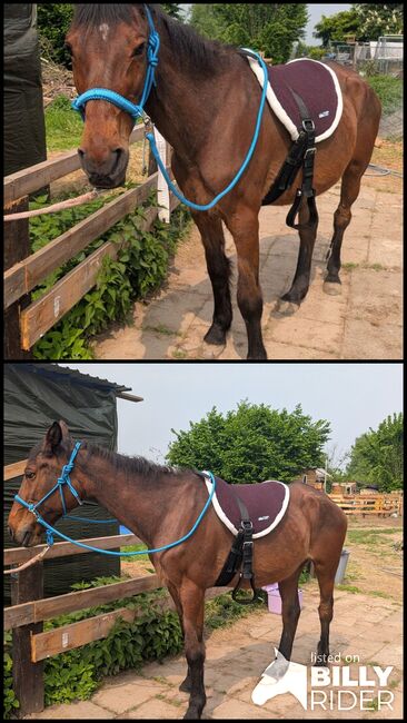 Warmblut Stute, Jenny, Horses For Sale, Bonn, Image 3