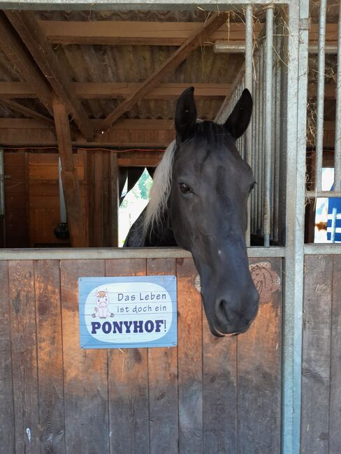 Warmblut Stute, Carmen , Horses For Sale, Basadingen, Image 2