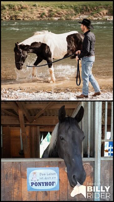 Warmblut Stute, Carmen , Horses For Sale, Basadingen, Image 3