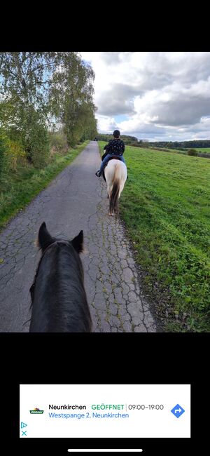 Warmblutmix Wallach 10 Jahre, Mandy , Horses For Sale, Merchweiler, Image 5