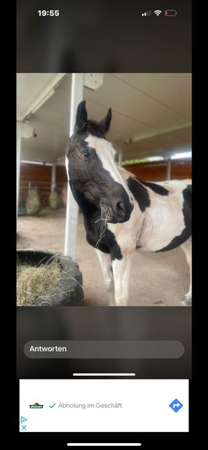 Warmblutmix Wallach 10 Jahre, Mandy , Horses For Sale, Merchweiler, Image 9