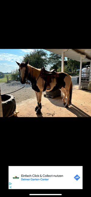 Warmblutmix Wallach 9 Jahre, Mandy , Horses For Sale, Merchweiler, Image 3