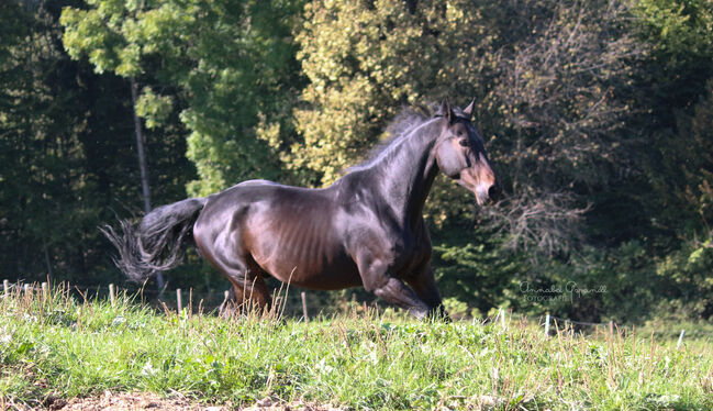 Warmblut zu Verkaufen, Fiona Wagner, Konie na sprzedaż, Gleisdorf, Image 2