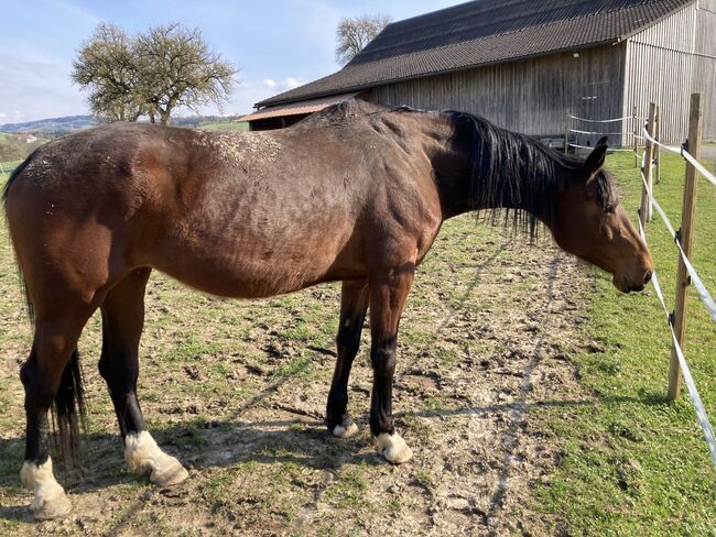 Warmblut Stute, Sturmlechner Karl, Horses For Sale, Oberndorf an der Melk, Image 3