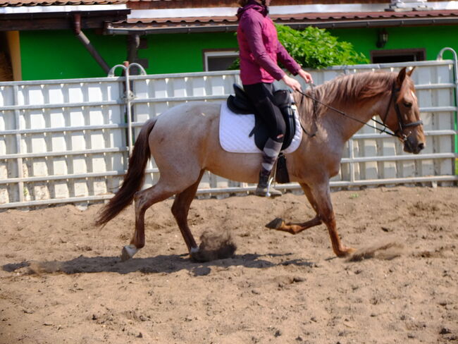 Warmblutstute "Perla"!, Pferdehandlung Christian Kürschner, Horses For Sale, Buttstädt, Image 5