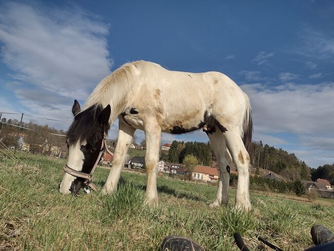 Warmblut-Tinker-Jährling (Wallach), Michaela, Konie na sprzedaż, Leibnitz, Image 5