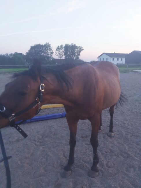 Warmblut Traber, Bärbel, Horses For Sale, Saal an der Donau, Image 2