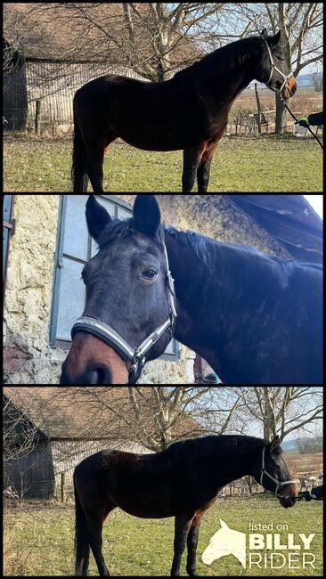 Warmblutwallach, H. P., Horses For Sale, 2100, Image 4