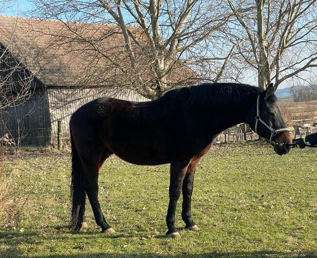 Warmblutwallach, H. P., Horses For Sale, 2100, Image 3