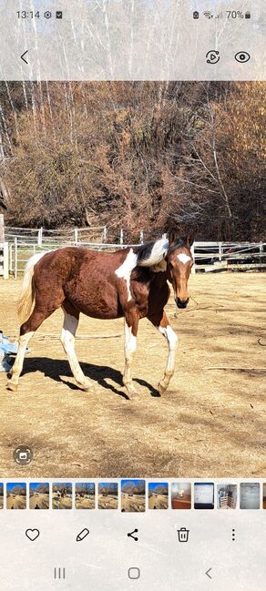 Warmblutwallach, Brigitte Grabner , Horses For Sale, Vorau, Image 3