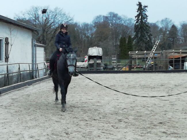 Warmblüter, Wallach, Fahrpferd, Katja Arndt, Horses For Sale, Schönwalde-Glien, Image 5