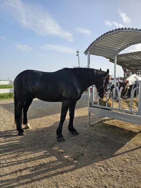 Warmblut, Wallach, Rappe, Freizeitpferd, Erwin Vogel , Konie na sprzedaż, Pfaffenhofen an der Roth, Image 5