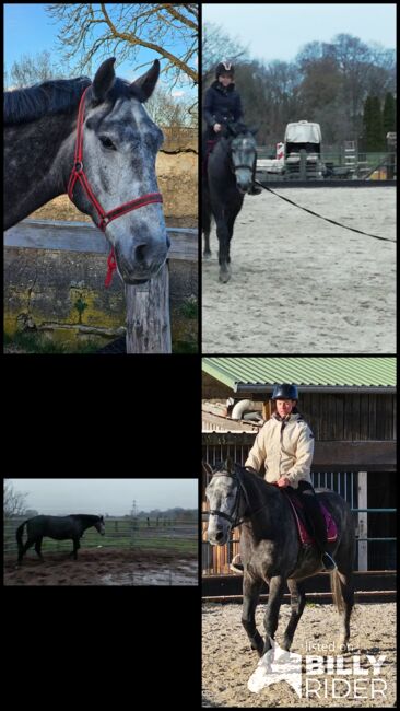 Warmblüter, Wallach, Fahrpferd, Katja Arndt, Pferd kaufen, Schönwalde-Glien, Abbildung 6