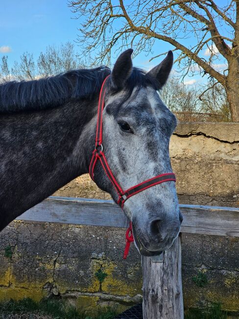 Warmblüter, Wallach, Fahrpferd, Katja Arndt, Pferd kaufen, Schönwalde-Glien