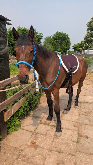 Warmblut Stute, Jenny, Pferd kaufen, Bonn