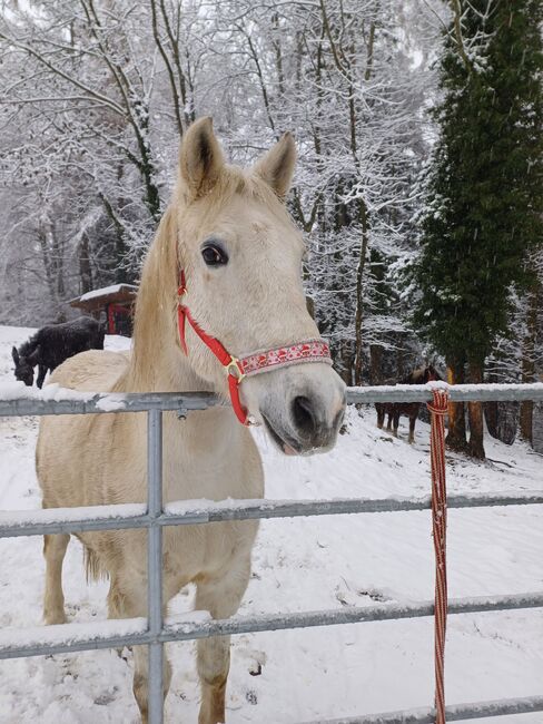Warmblut Wallach, Regina , Pferd kaufen, Kainach bei Voitsberg