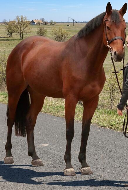 Warmblutt wallach, Evelyn Vrga, Pferd kaufen, Gerla