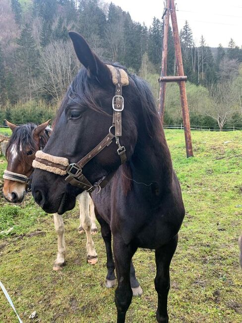 Warmblutstute, Daniel Pötsch , Pferd kaufen, Irdning 