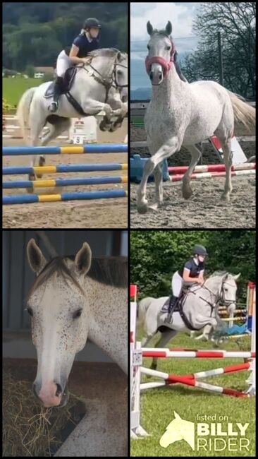 Warmblutstute mit Power abst. von Leonardo x Blueridge Dancer, Pferdevermittlung Leus (Pferdevermittlung Leus ), Pferd kaufen, Frauenneuharting, Abbildung 5