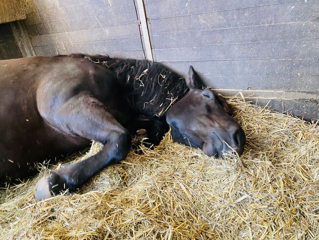 Bedingt reitbarer Beisteller, Franzisca Götz, Konie na sprzedaż, Bad König, Image 4