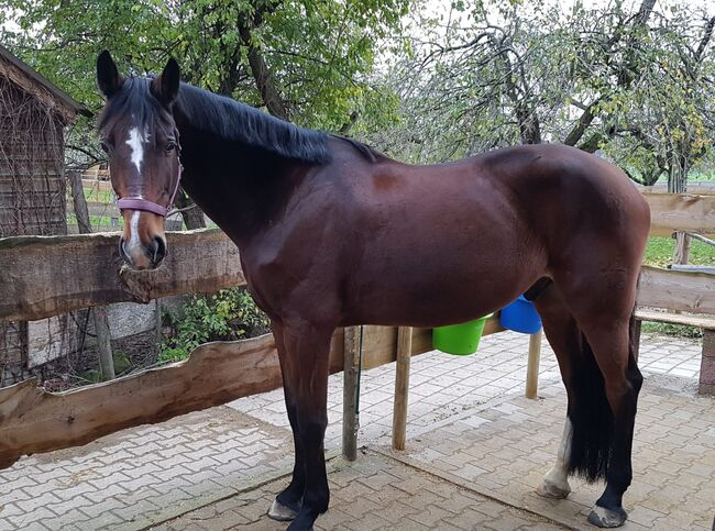 Bedingt reitbarer Beisteller, Gabi , Konie na sprzedaż, Sachsenheim, Image 2