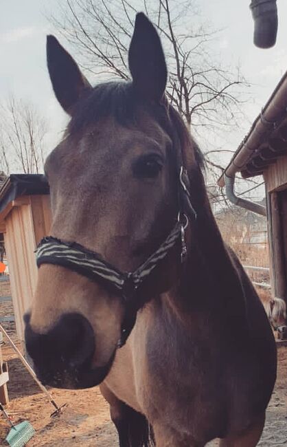 WB und Pony, Janine, Horses For Sale, Villach-St. Agathen und Perau