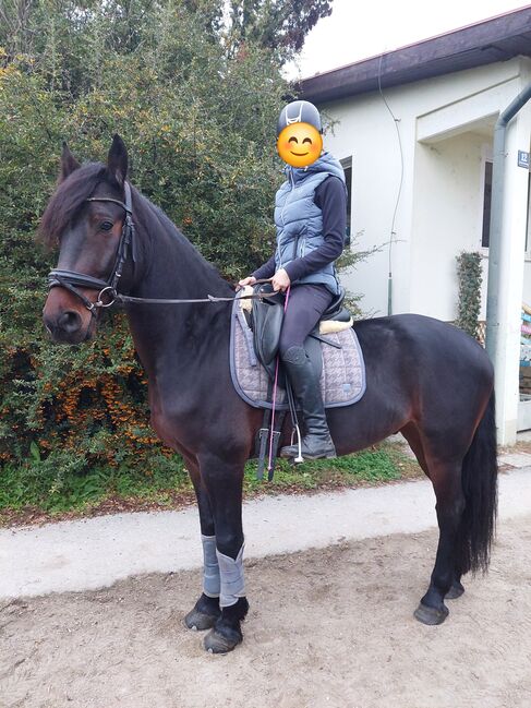 WB Wallach, MV, Horses For Sale, Greifenstein